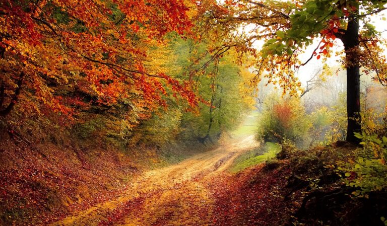 A road in the forest in fall where a parent might take a toddler on a walk as a fun, outdoor activity.